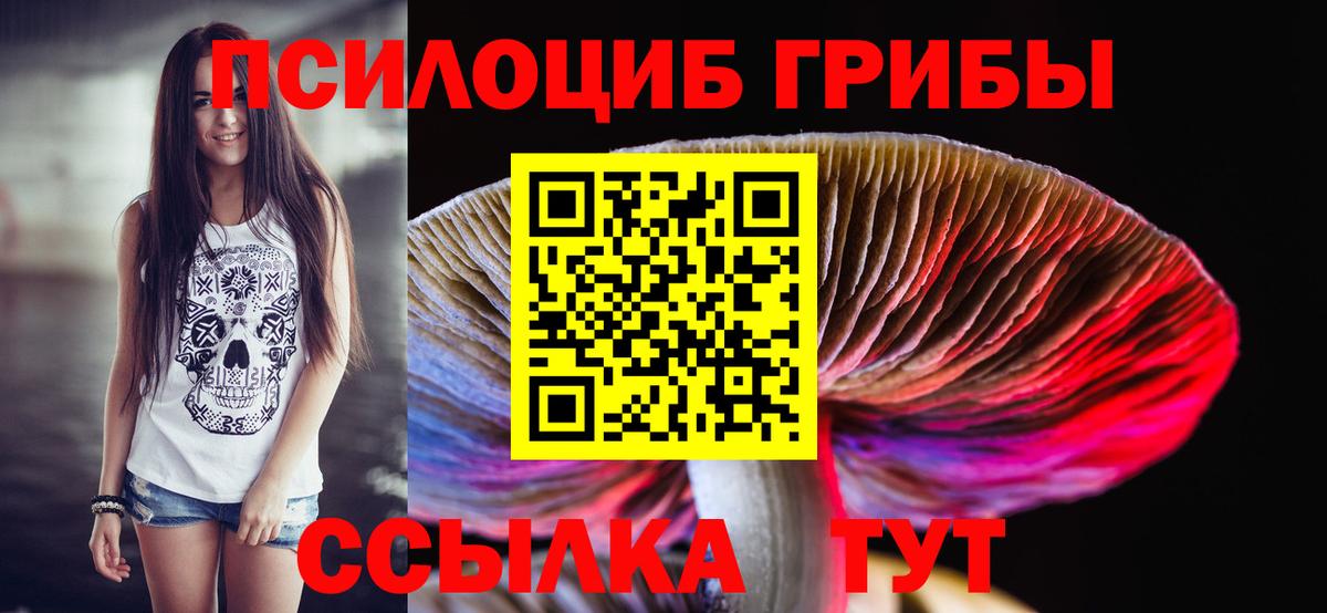 Псилоцибиновые грибы Psilocybe Кинель